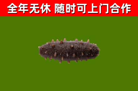 修武县烟酒回收干海参.jpg